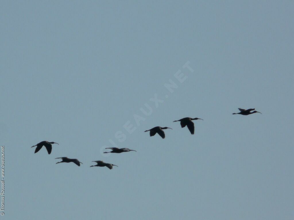 Glossy Ibis, Flight