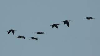 Glossy Ibis