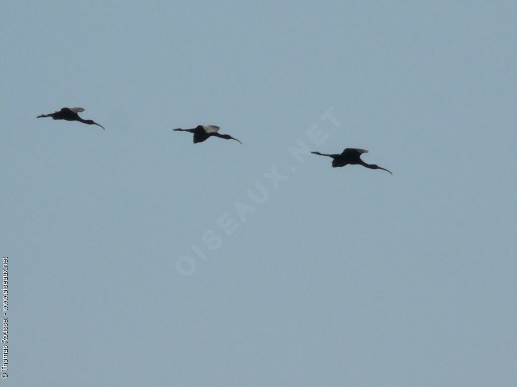 Glossy Ibis, Flight