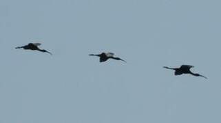 Glossy Ibis