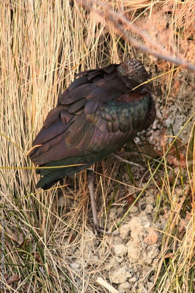 Ibis falcinelle