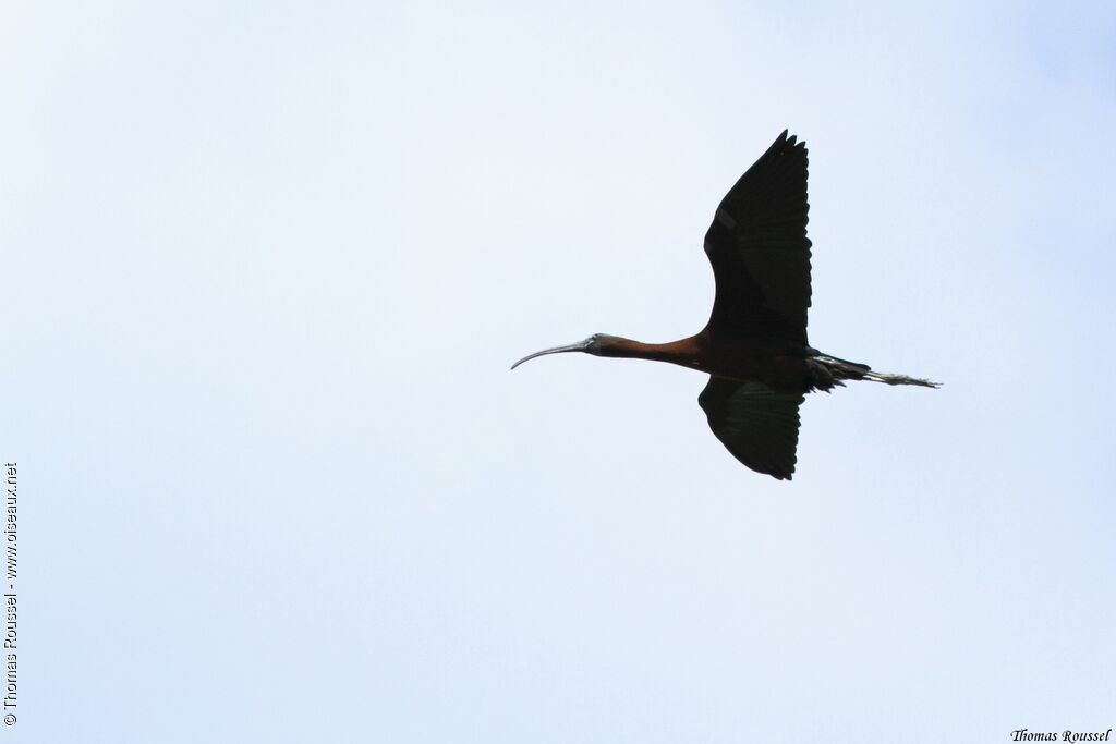 Ibis falcinelle