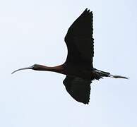 Glossy Ibis