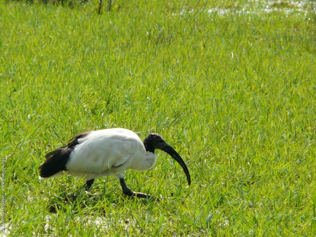 African Sacred Ibis