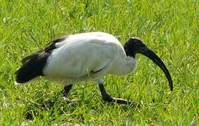 African Sacred Ibis