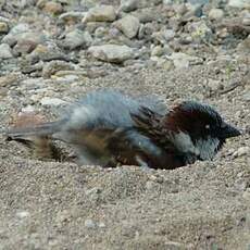 Moineau domestique