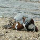 Moineau domestique