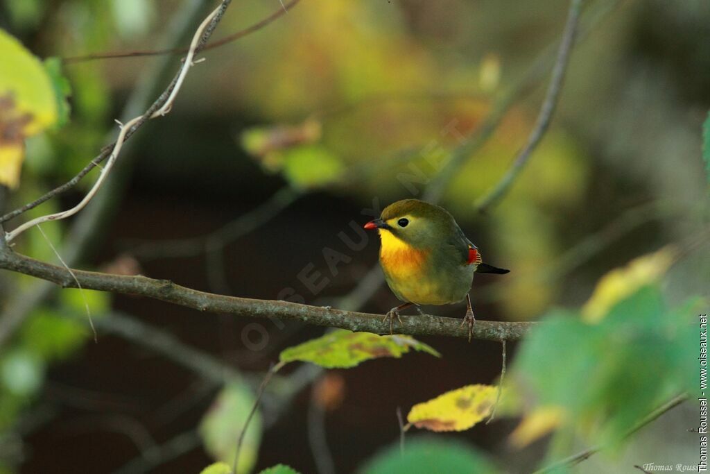 Red-billed Leiothrixadult