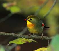 Red-billed Leiothrix