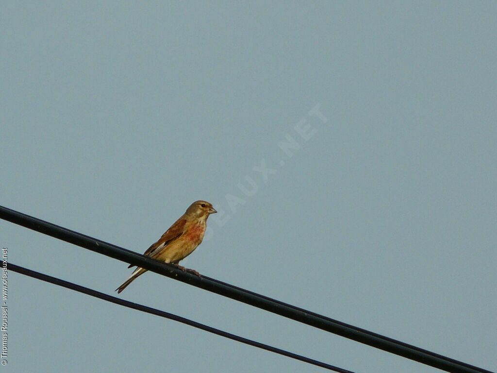 Linotte mélodieuse, identification