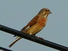 Common Linnet