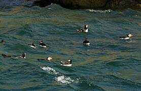 Atlantic Puffin