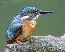 Common Kingfisher