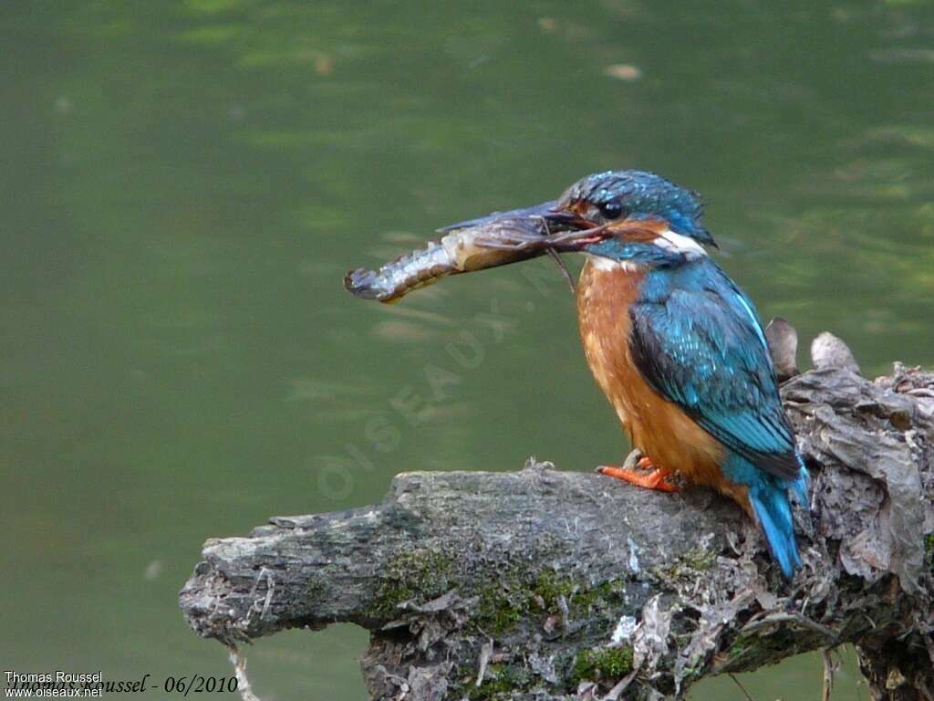 Martin-pêcheur d'Europe mâle adulte, régime