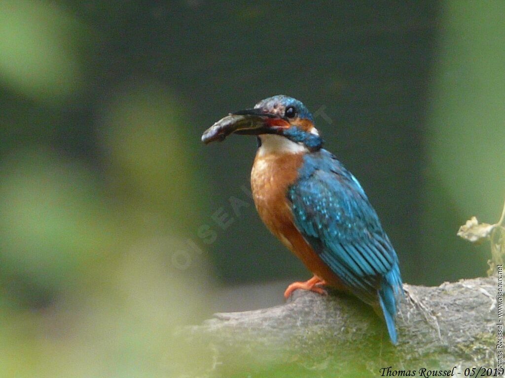 Common Kingfisher male adult