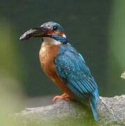 Common Kingfisher