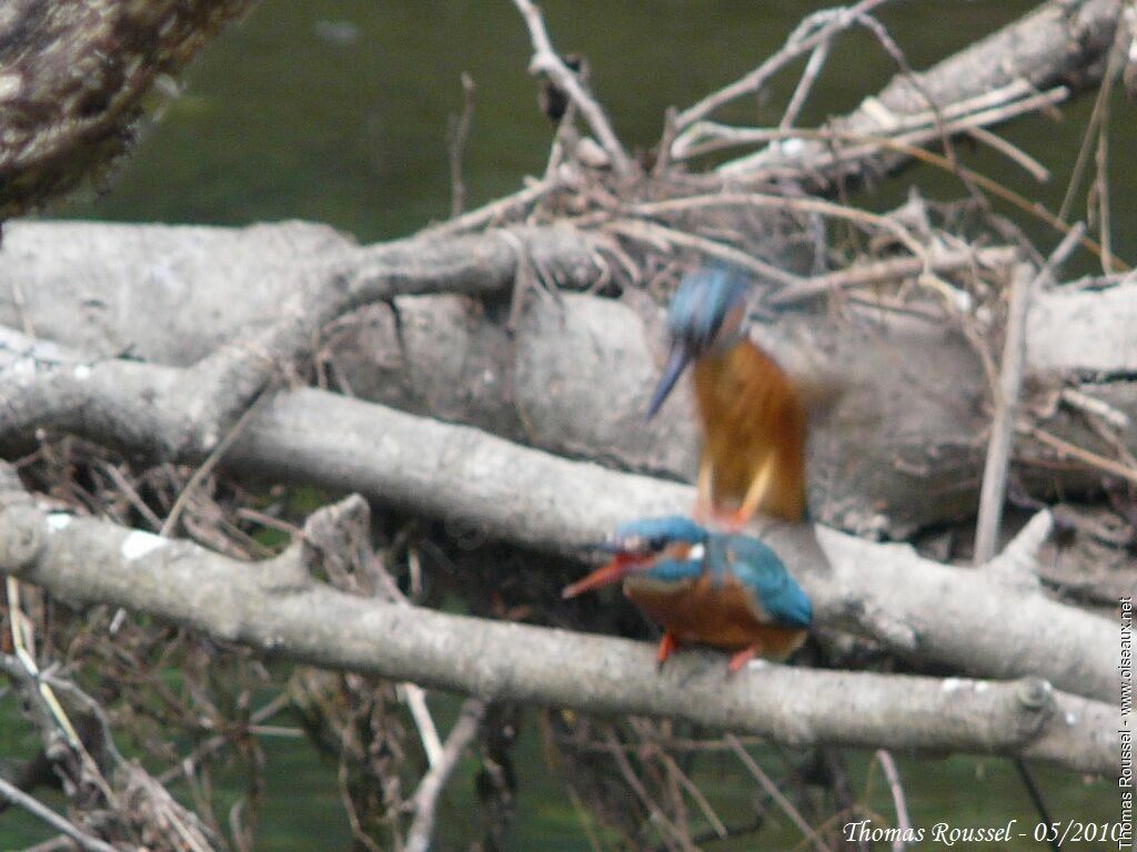 Common Kingfisher adult, Behaviour