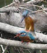 Common Kingfisher