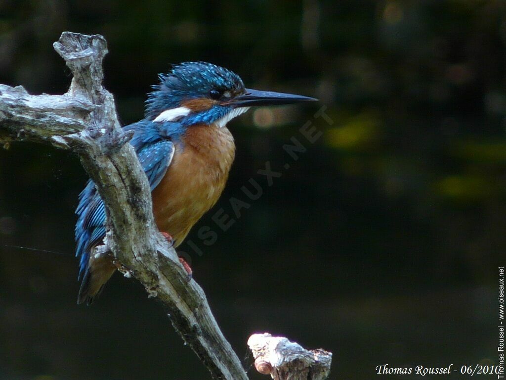 Common Kingfisher male adult, identification