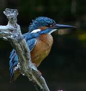 Common Kingfisher