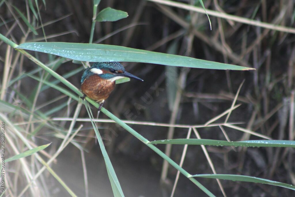 Common Kingfisher