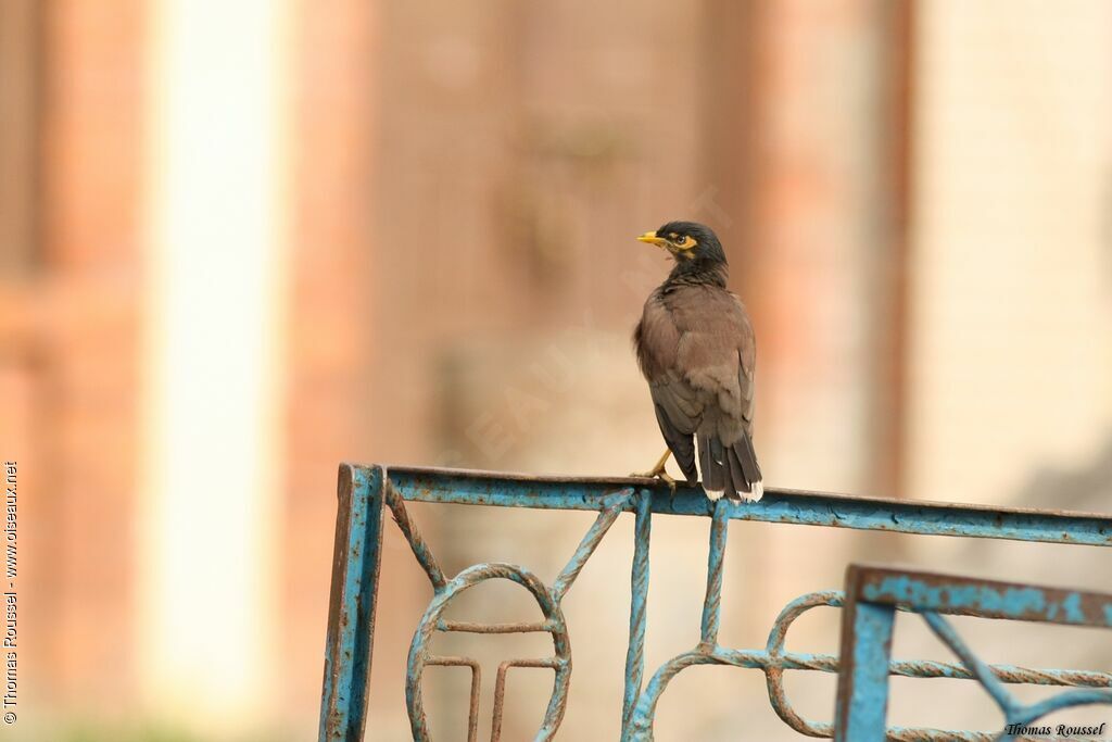 Common Myna