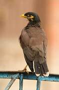 Common Myna