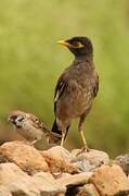 Common Myna