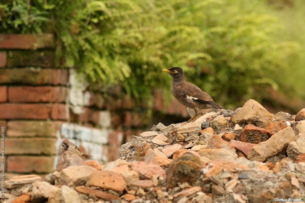 Common Myna