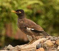 Common Myna