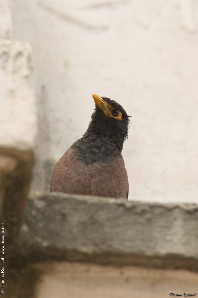 Common Myna, identification