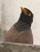 Common Myna