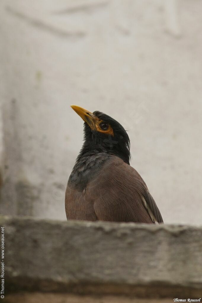 Common Myna, identification