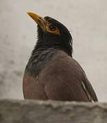Common Myna