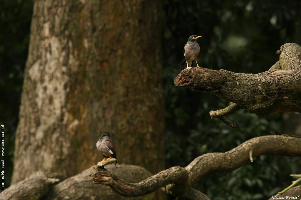 Martin triste, identification