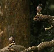 Common Myna