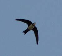 Alpine Swift