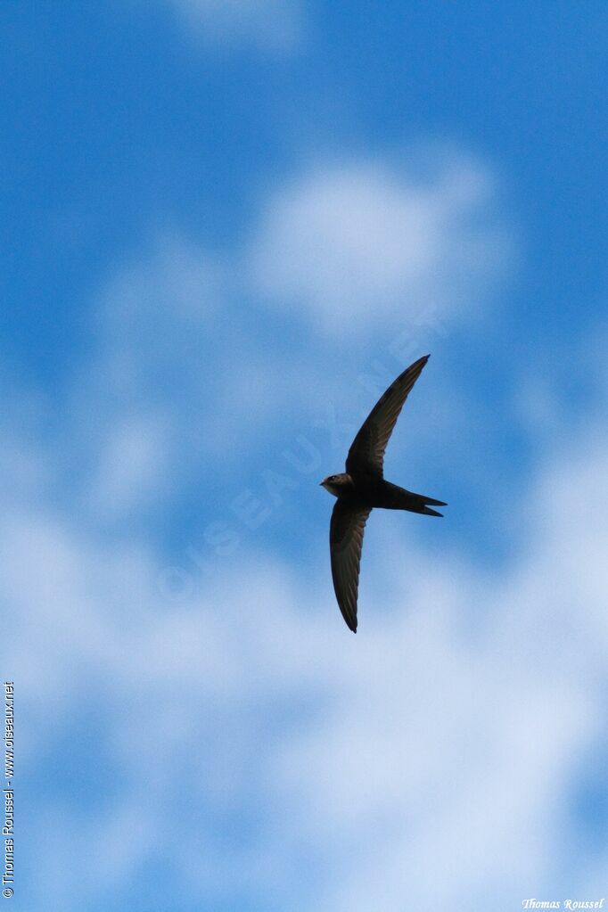 Common Swift, Flight