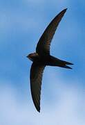 Common Swift