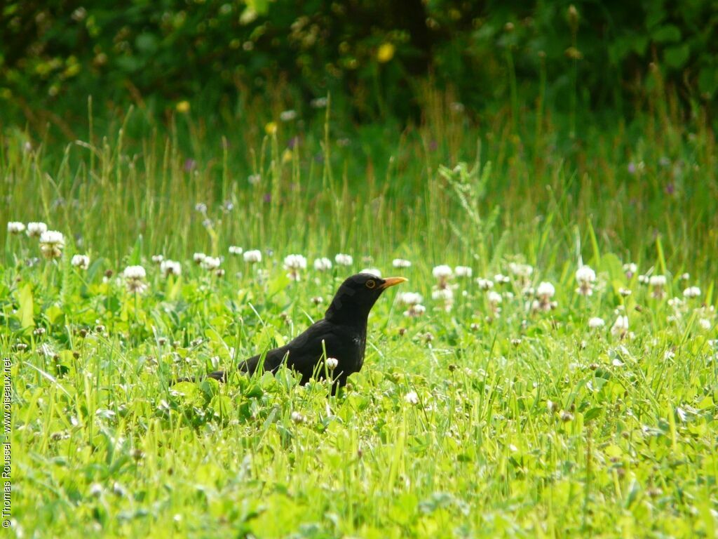 Merle noir mâle adulte