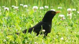 Common Blackbird