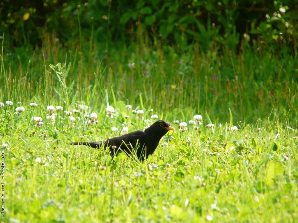 Common Blackbird male adult