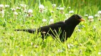 Common Blackbird