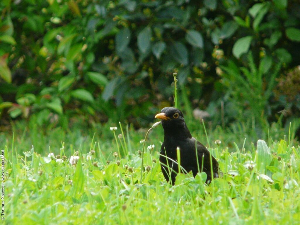 Common Blackbird male adult