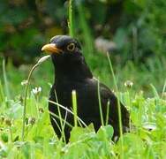 Common Blackbird