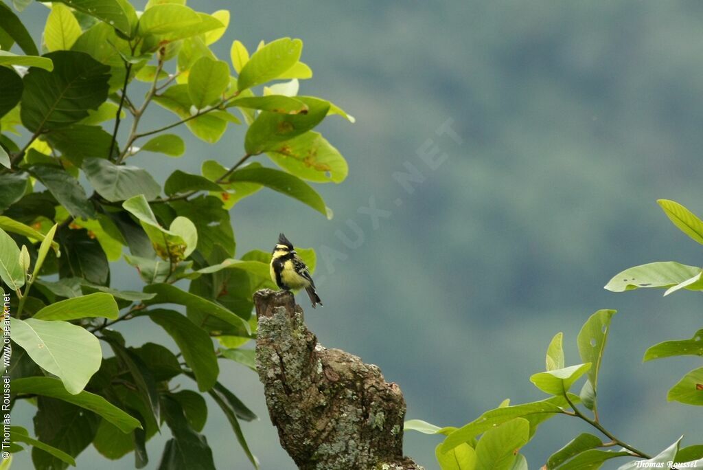 Himalayan Black-lored Tit, identification