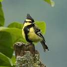 Mésange à joues jaunes