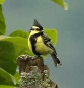 Mésange à joues jaunes