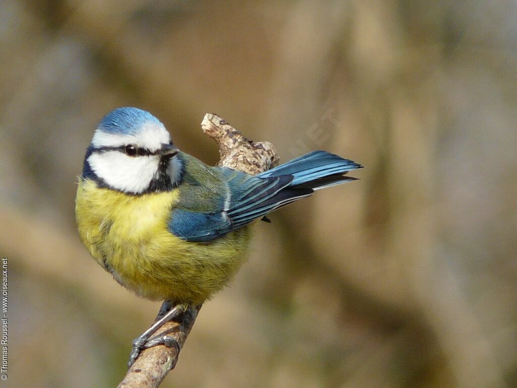 Mésange bleue