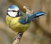 Eurasian Blue Tit